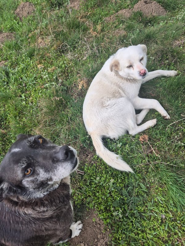 Dogs and cat spotted relaxing outdoors in Pavlikeni