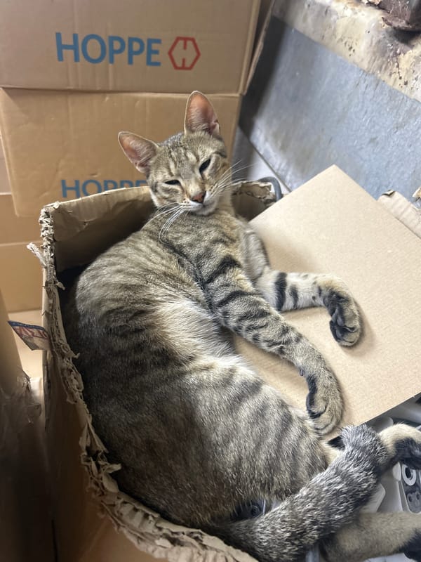 Tabby cats at ease in a Struma storage space