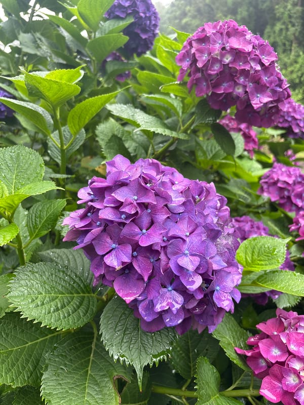 Rainy morning hike at Abu Oreum, Jeju, hydrangeas in full bloom