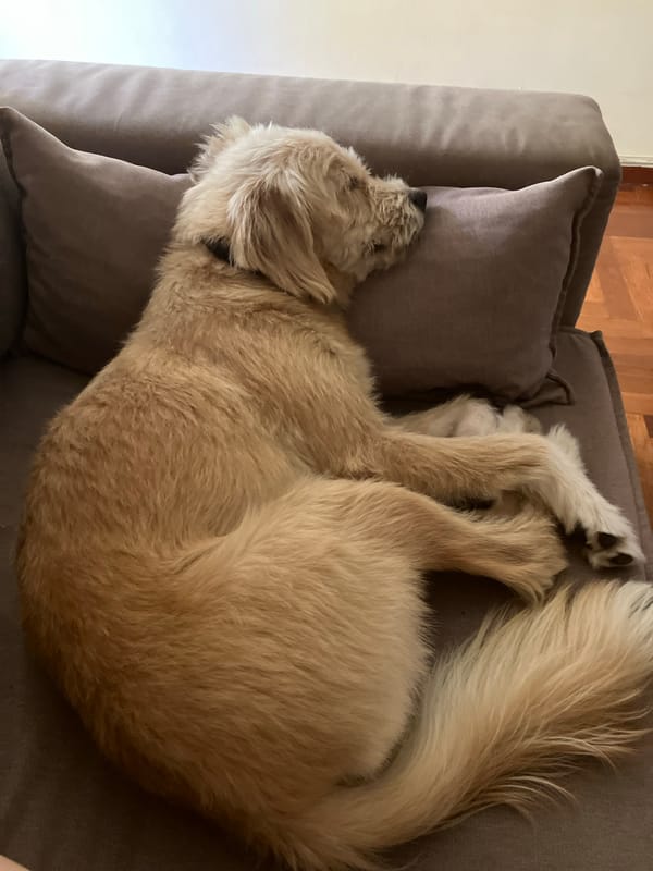 Fluffy dog napping on a sofa in Paleo Faliro
