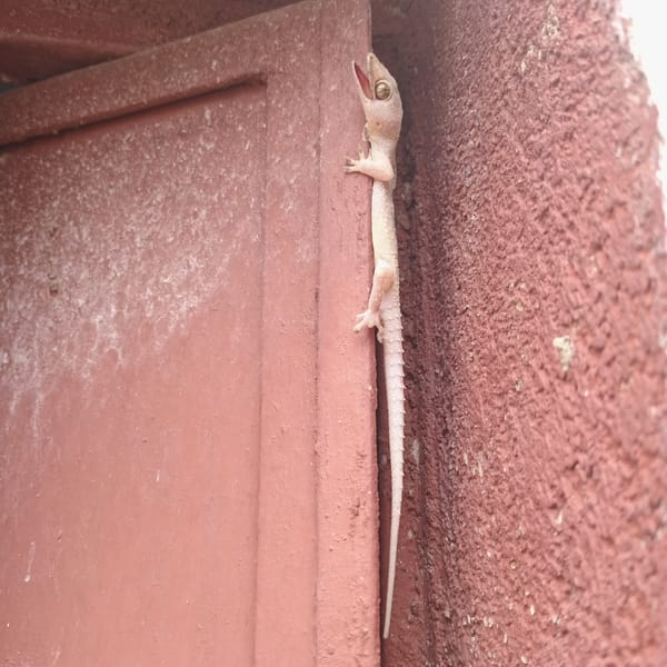 Gecko spotted and man photographed with pine cone in Duaca