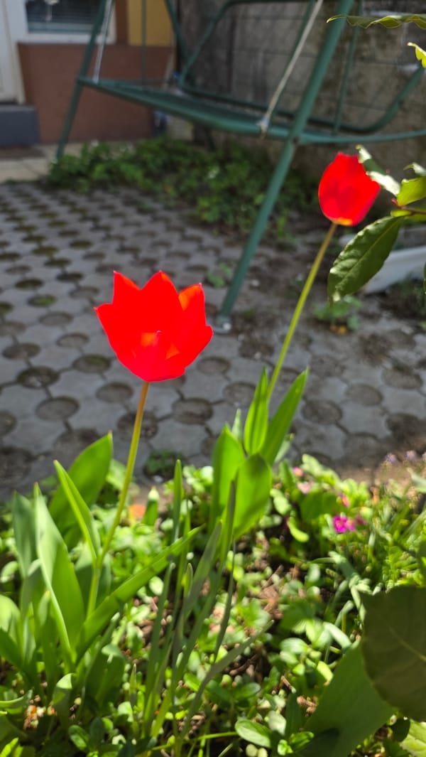Morning snapshots capture springtime daily life in Blagoevgrad, Bulgaria