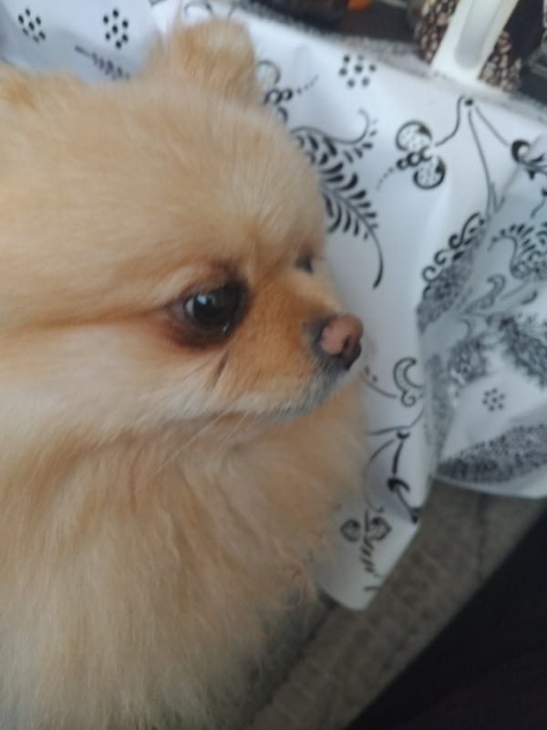 Pomeranian dog rests on patterned fabric in Bulgarian town