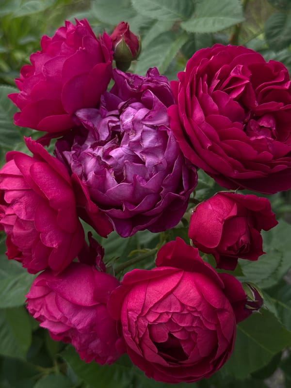 Pink roses and spirea in bloom, shot up close in a garden
