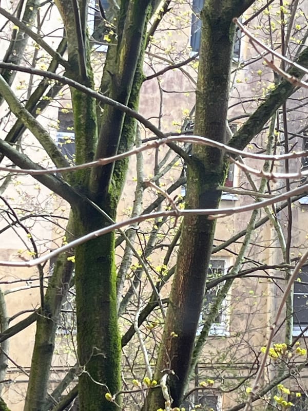 Tree branches frame building in morning observation