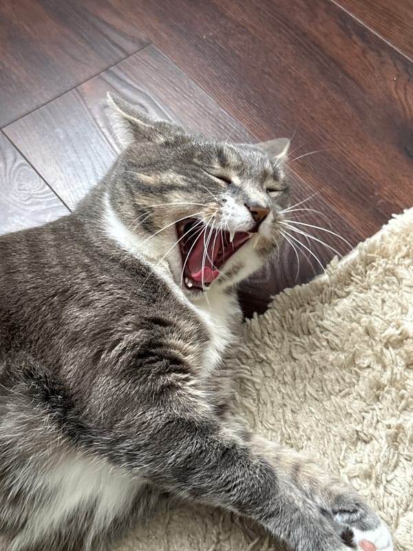 Tabby cat's morning routine documented across two hours