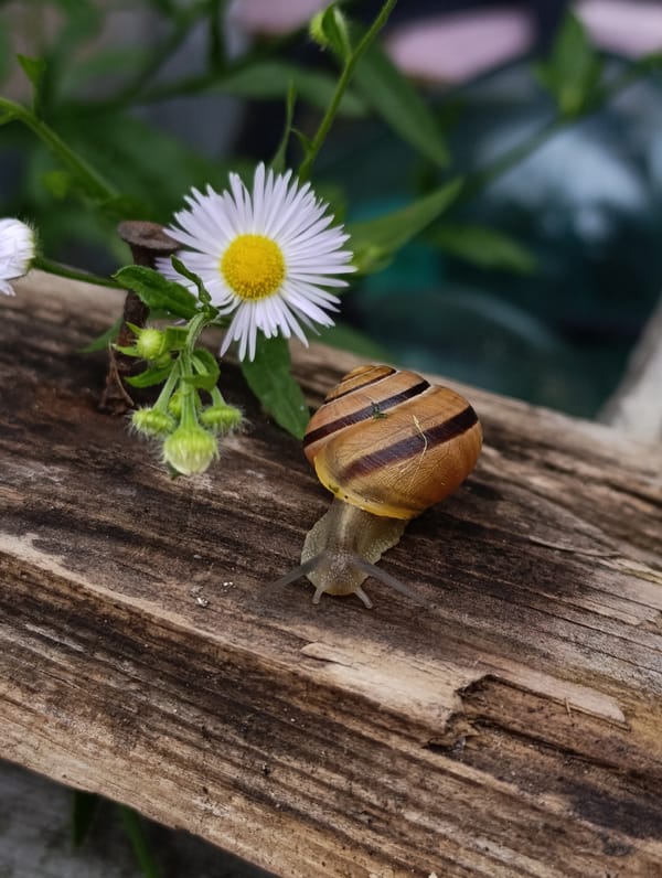 Garden snails explored up close on weathered wood with a daisy