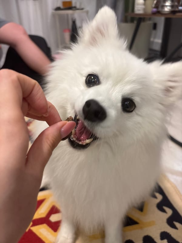White Pomeranian snacking and napping at home