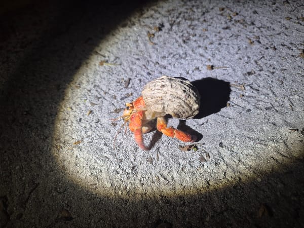 Hermit crab spotted on sandy surface in Maldives