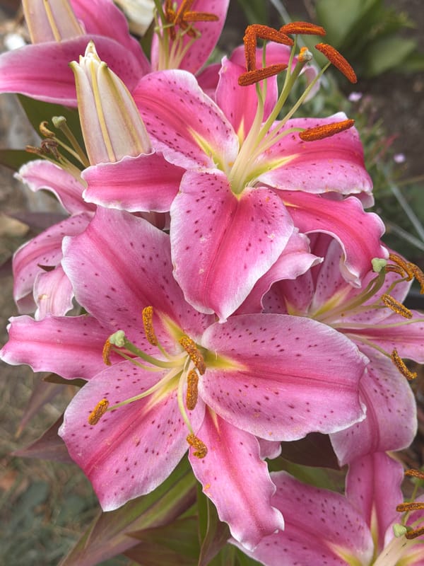 Close-up shots of pink lilies, dahlias, and a visiting bee.