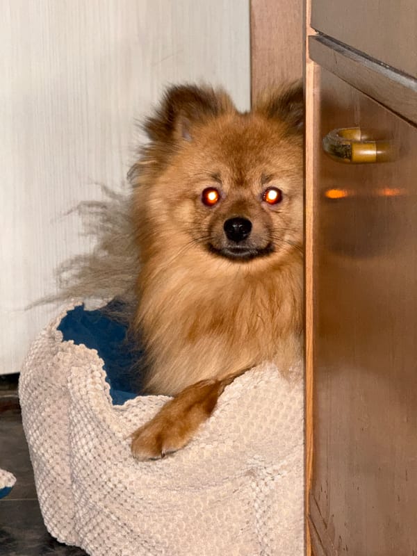 Pomeranian dog photographed wrapped in blanket in Khimki
