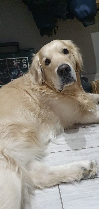 Golden Retriever's morning routine captured in Chaikovsky home