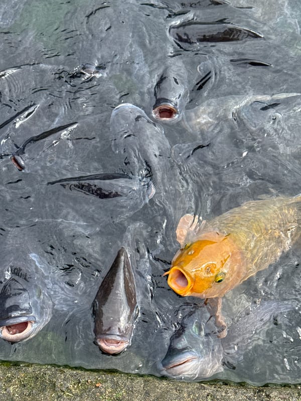 Person feeds school of fish in Abiansemal waters