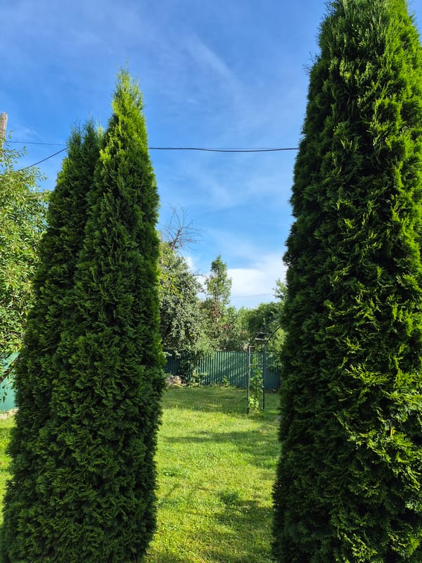 Backyard garden morning with breakfast, bugs, and a Chihuahua