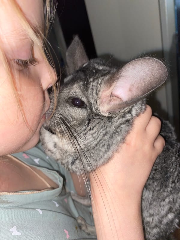 Chinchilla cuddles and dumplings documented in Votkinsk, Russia