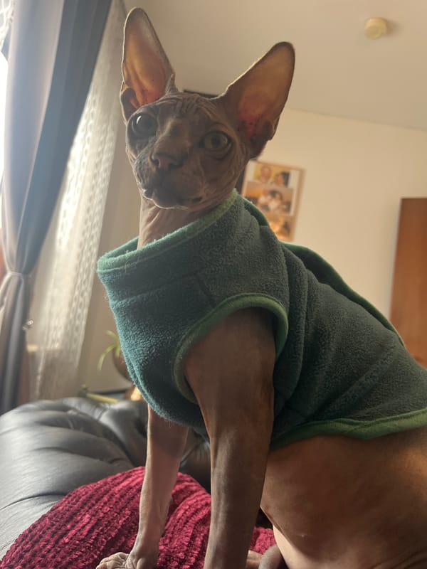 Sphynx cat in green vest shares morning moment with owner