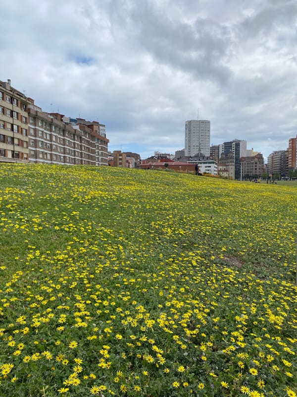 Yellow flower field blooms against urban backdrop in Gijón