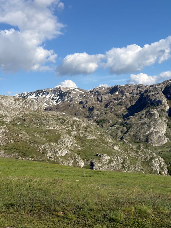 Cows graze on Montenegro hillside amid mountain scenery