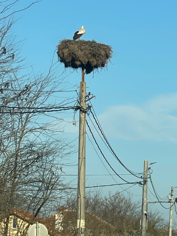 White stork spotted nesting on utility pole in Bratovo