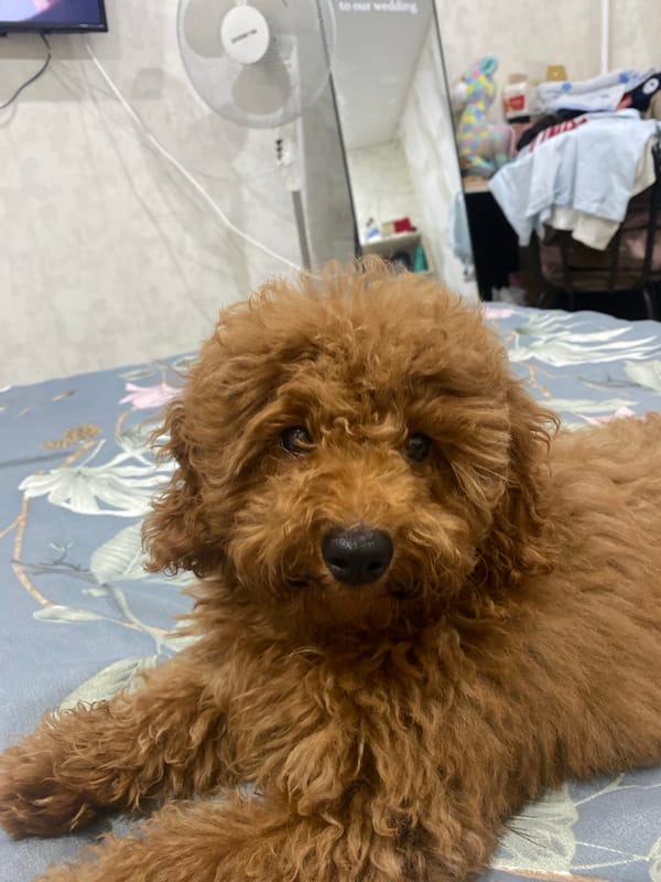 Fluffy toy poodle lounging on a floral duvet in Kazan