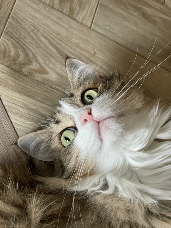 Woman and cat share playful morning moments in Izhevsk