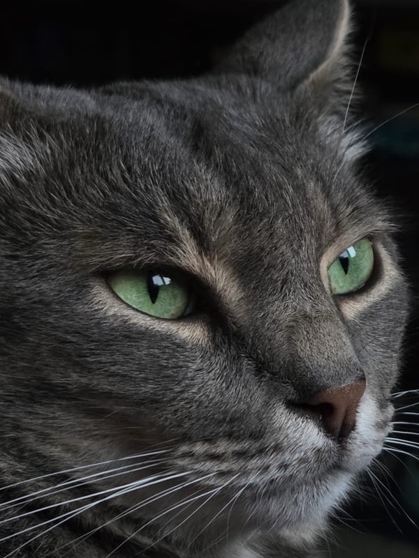 Gray cat and purple lilacs captured in domestic setting