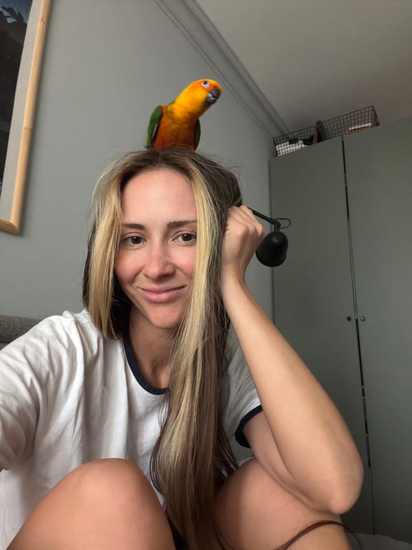 Sun conure parrot hangs out around a Khimki apartment