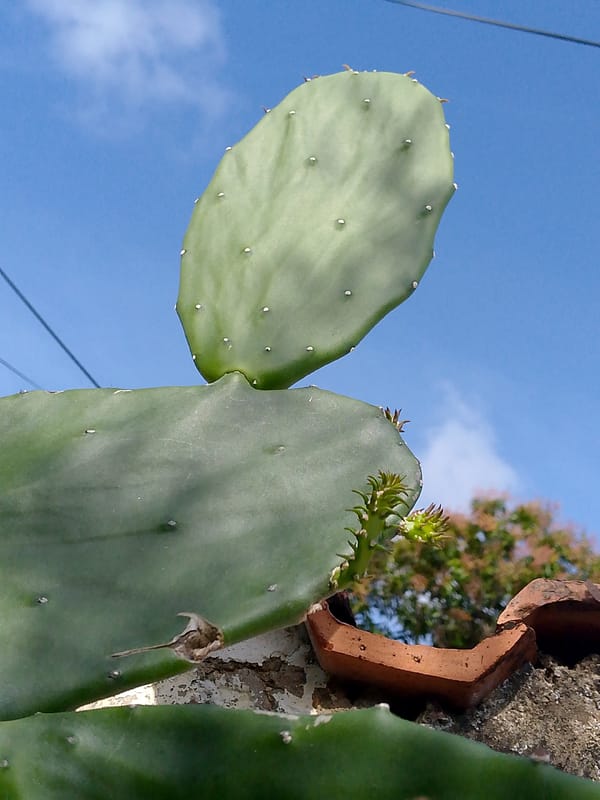 Daily life with backyard animals and plants documented in Venezuela