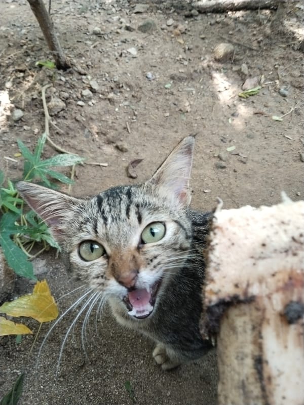 Rural morning scenes: tabby cat, chickens, food preparation outdoors