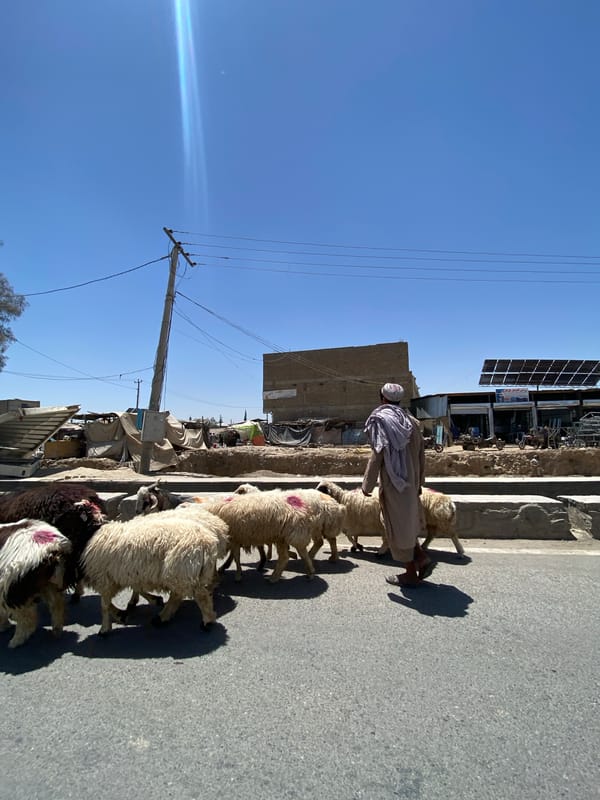 Sheep herd moving through Kandahar streets mid-morning