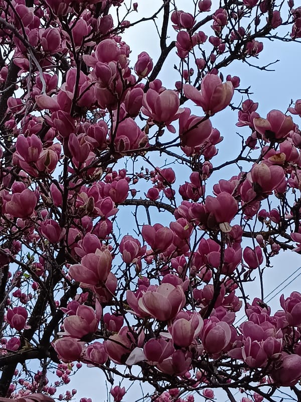 Spring magnolia blooms captured in Bulgarian town