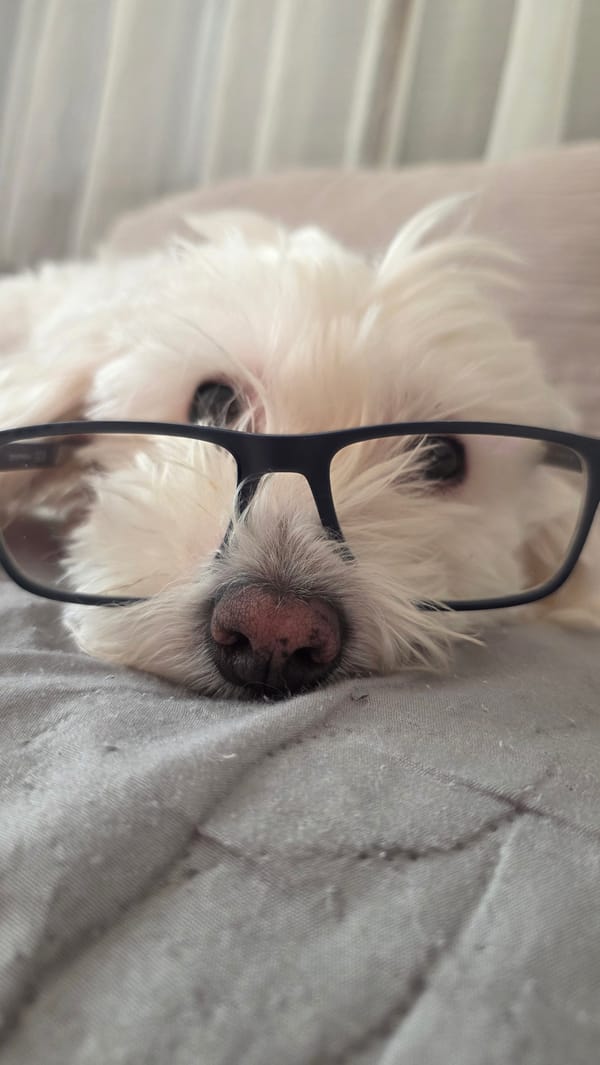 White dog poses in glasses for morning photos