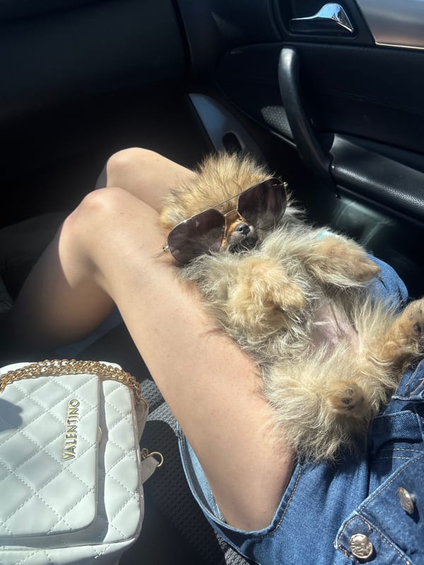 Dog wearing sunglasses relaxes upside down on lap in Plovdiv