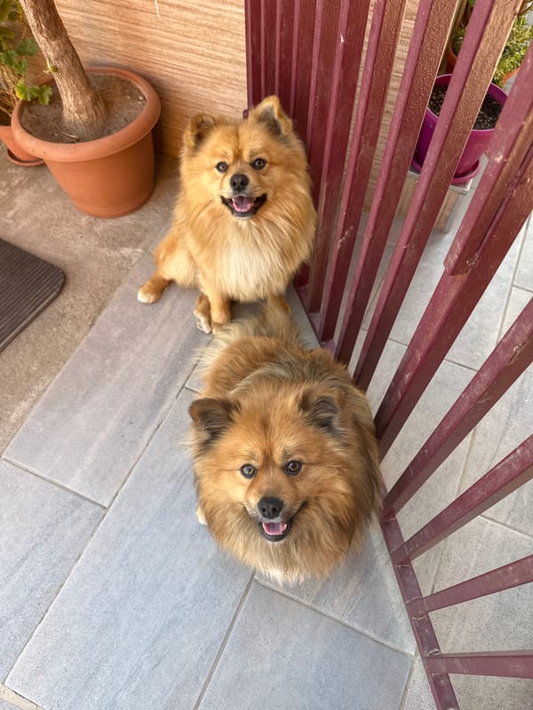 Dogs relax on tiled patio in Manole, Bulgaria