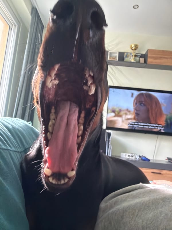 Doberman photographed lounging at home in Sofia weekend session