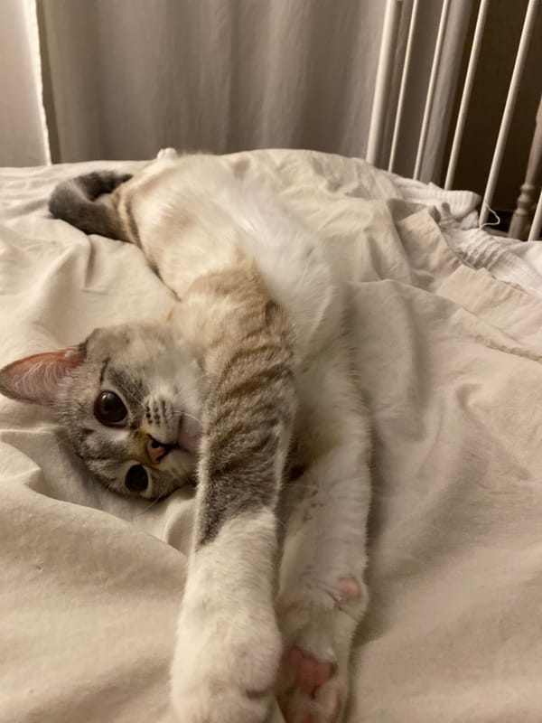 Cat photographed in multiple poses on bed in Yekaterinburg