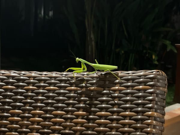 Wildlife encounters documented in North Kuta Indonesia residential area