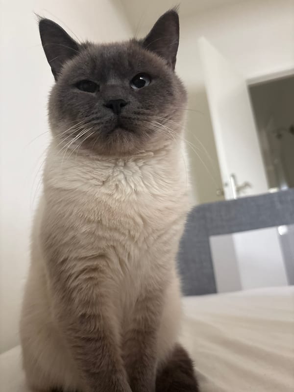 Cat rests indoors in Antwerp residence