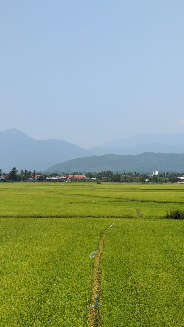 Rice paddy field observed in Vietnam countryside