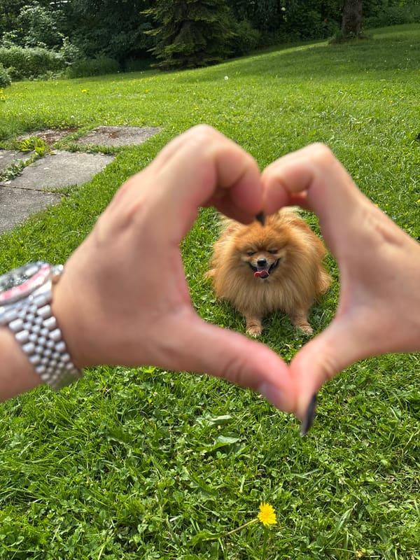 Couple's morning routine with Pomeranian documented across Oslo