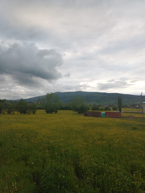 Spring wildflowers bloom near mountain town under cloudy skies