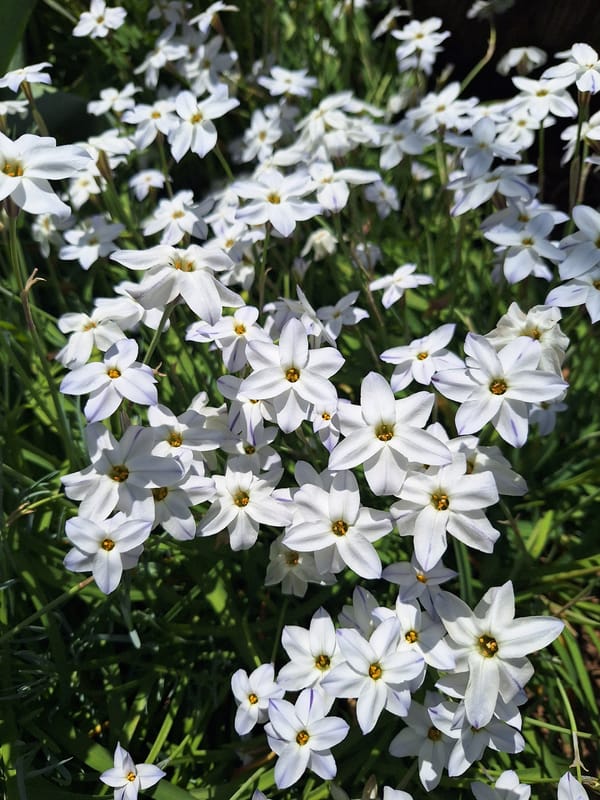 Spring Garden Flowers Documented in Montana, Bulgaria