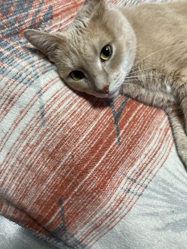 Cat photographed in multiple poses on striped blanket, Chaikovsky