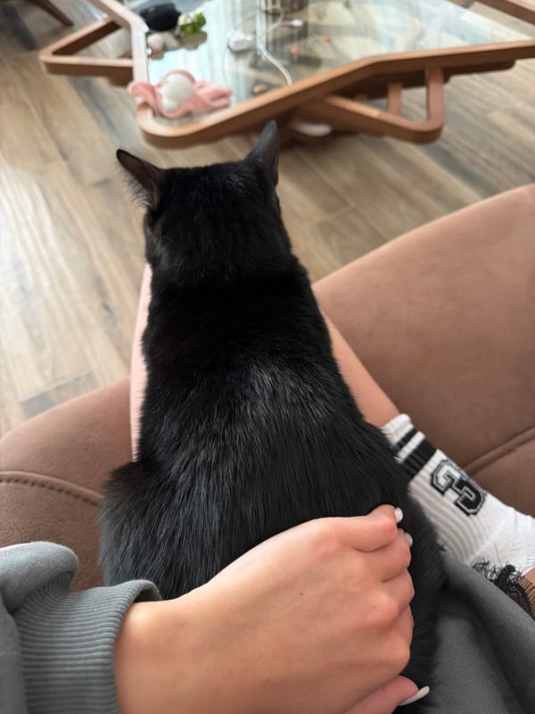 Black cat receives affection from owner in Gabrovo home