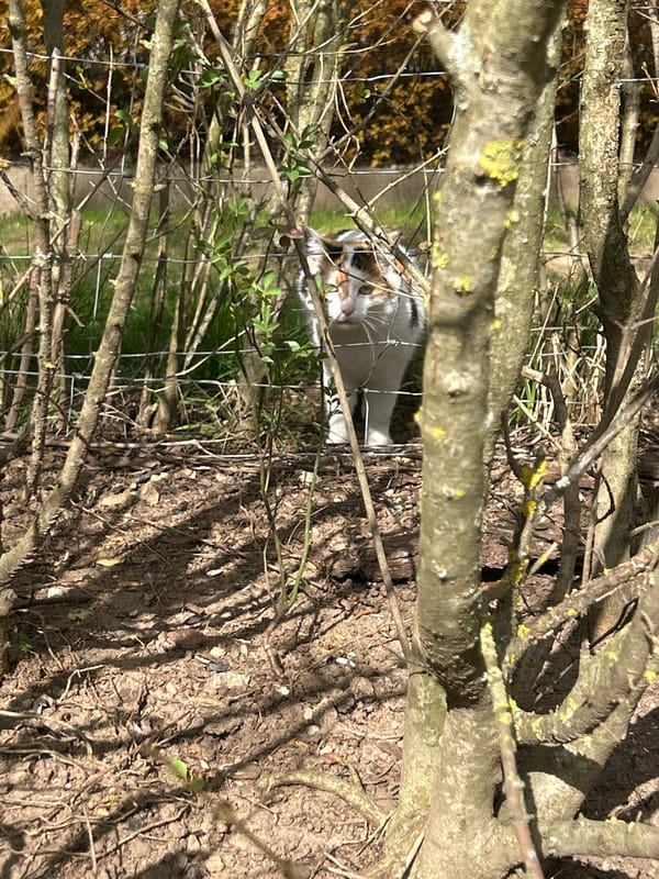 Calico cat spotted outdoors in Razlog, Bulgaria
