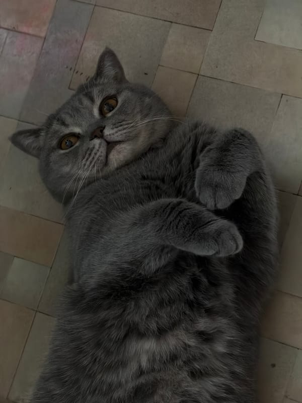 Gray cat photographed in playful poses on floors in Perm