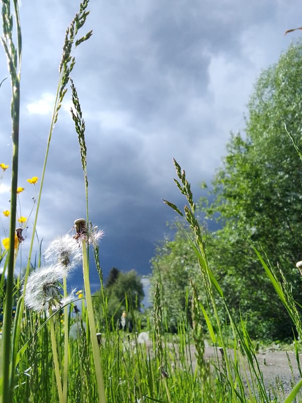 Rural Russia landscape observed as storm approaches dandelion field