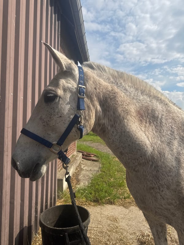 Gray horse with blue halter spotted at Belgian farm