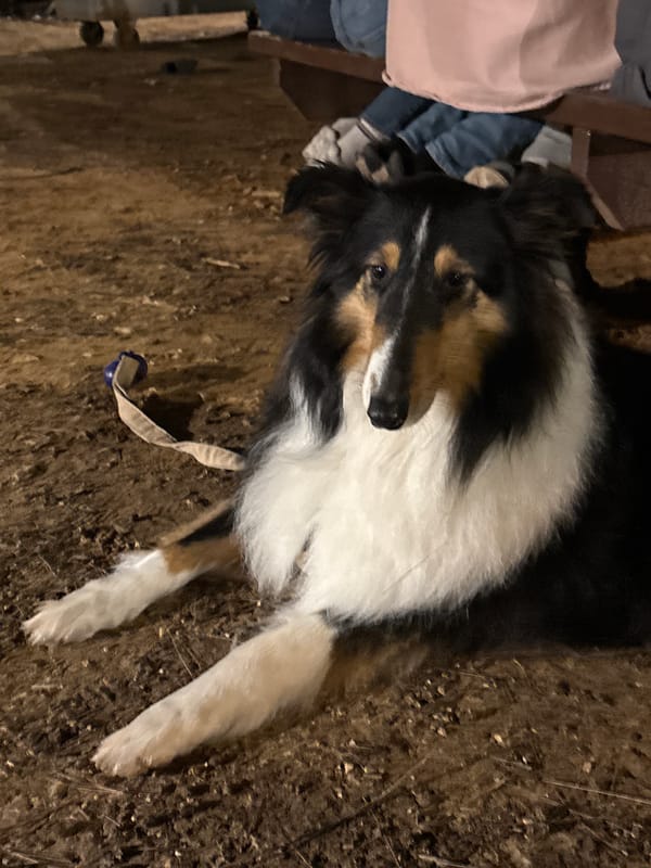 Woman takes selfie with dog in Tel Aviv