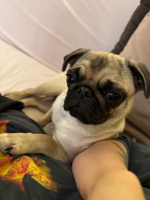 Lazy afternoon with a sleepy pug and city cranes at dusk